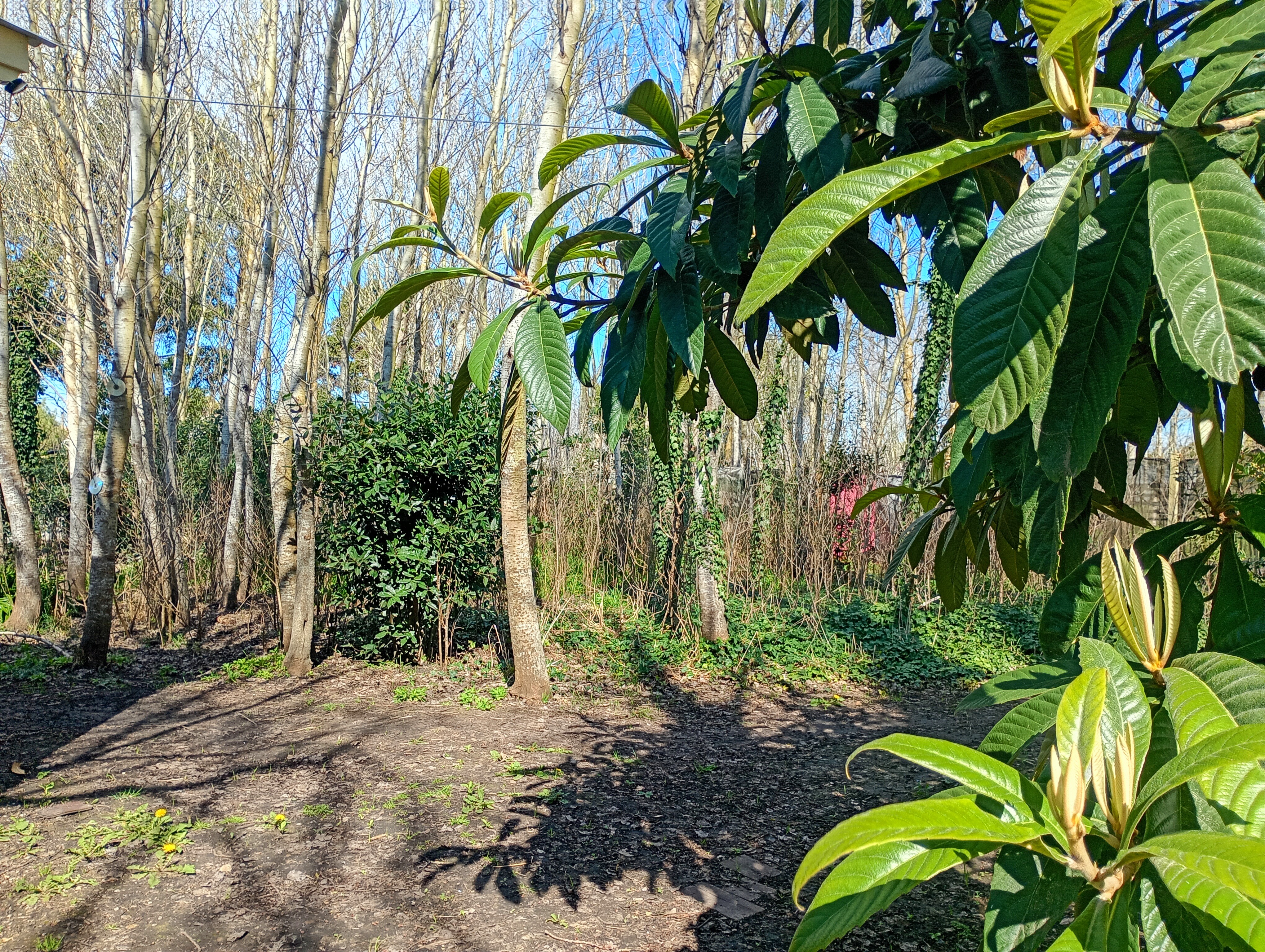 "El valle del Trébol"